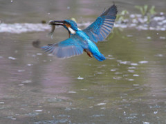 4月9日のカワセミ　２