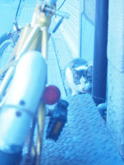 自転車と猫