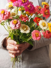 百日草の花束