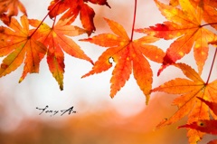 紅葉