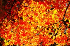 紅葉 皇居東御苑