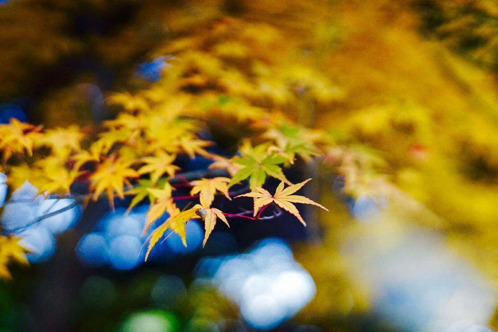 皇居 乾通り