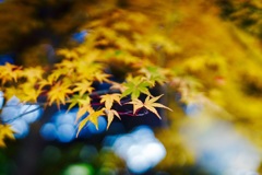 皇居 乾通り
