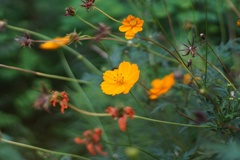秋の花 四ツ谷