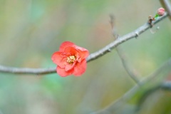 皇居東御苑 ぼけの花