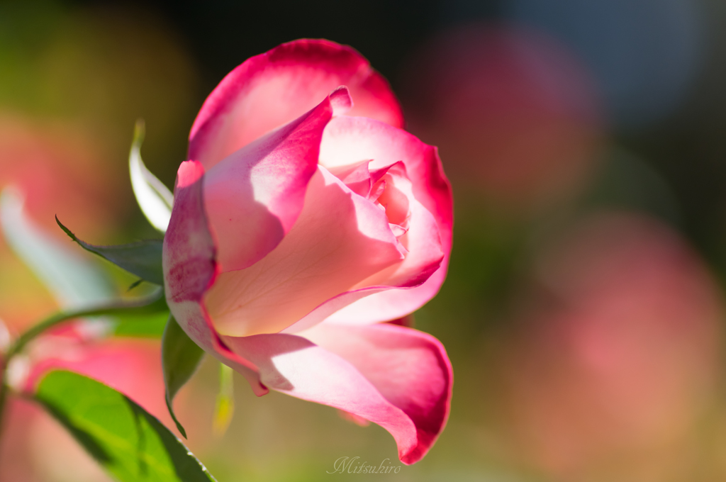 秋の薔薇