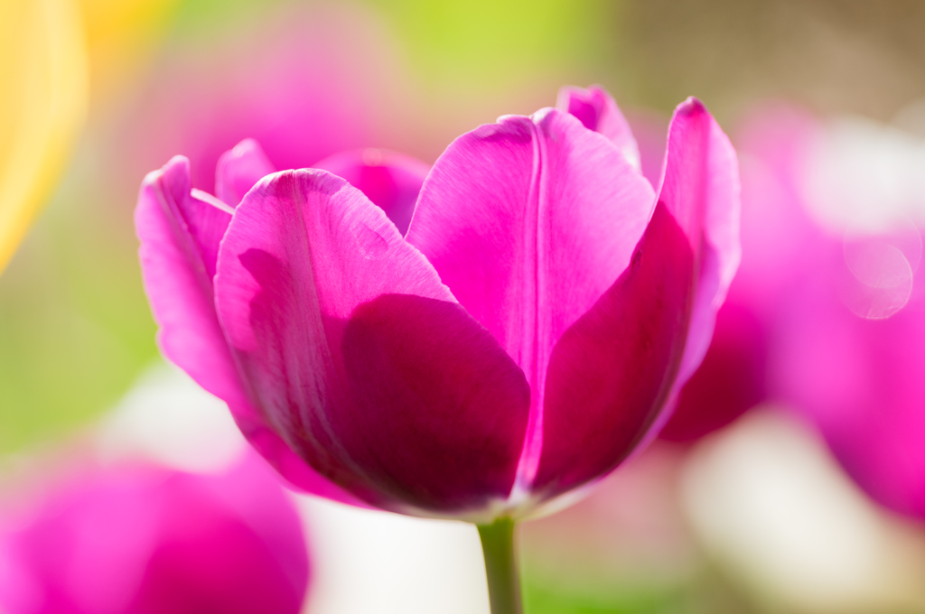 Spring