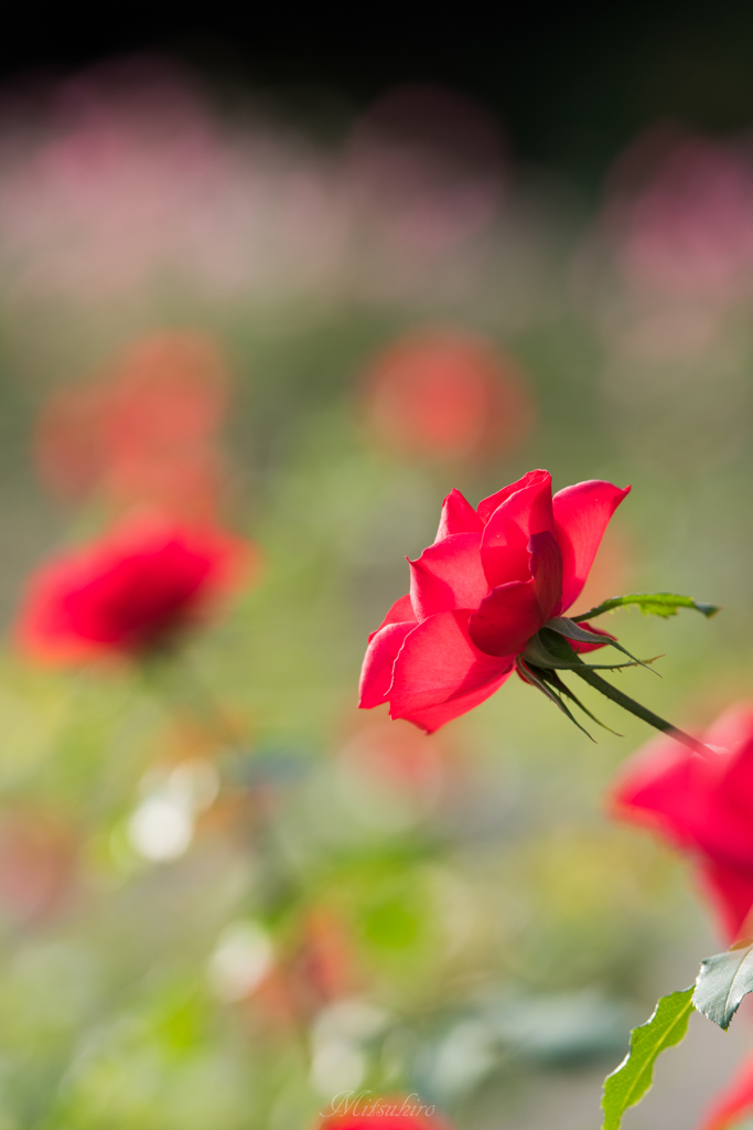 秋の薔薇