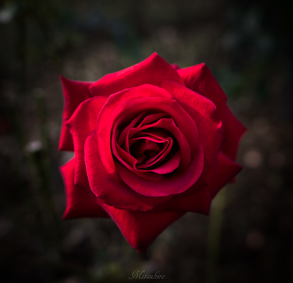 初冬の薔薇