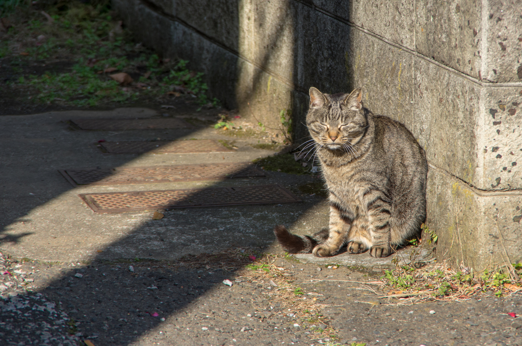 眠い猫