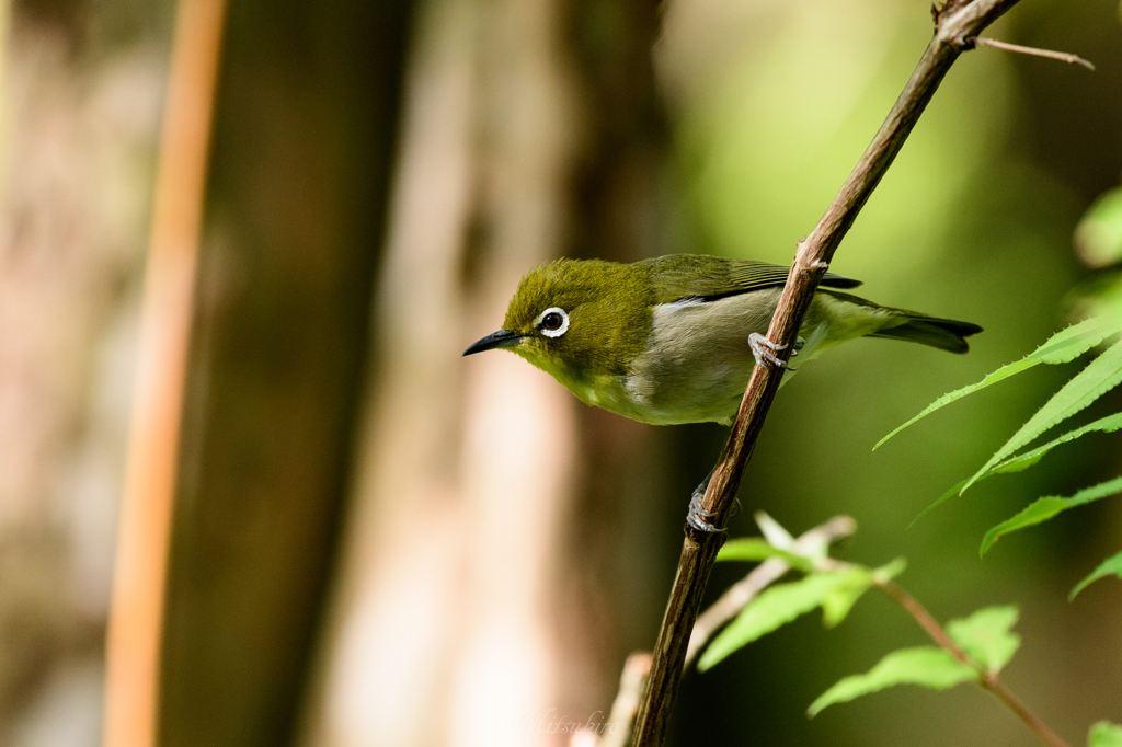 初夏の森