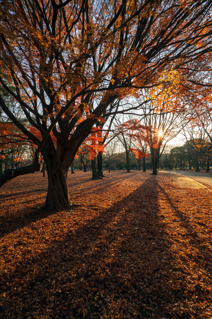 Morning light