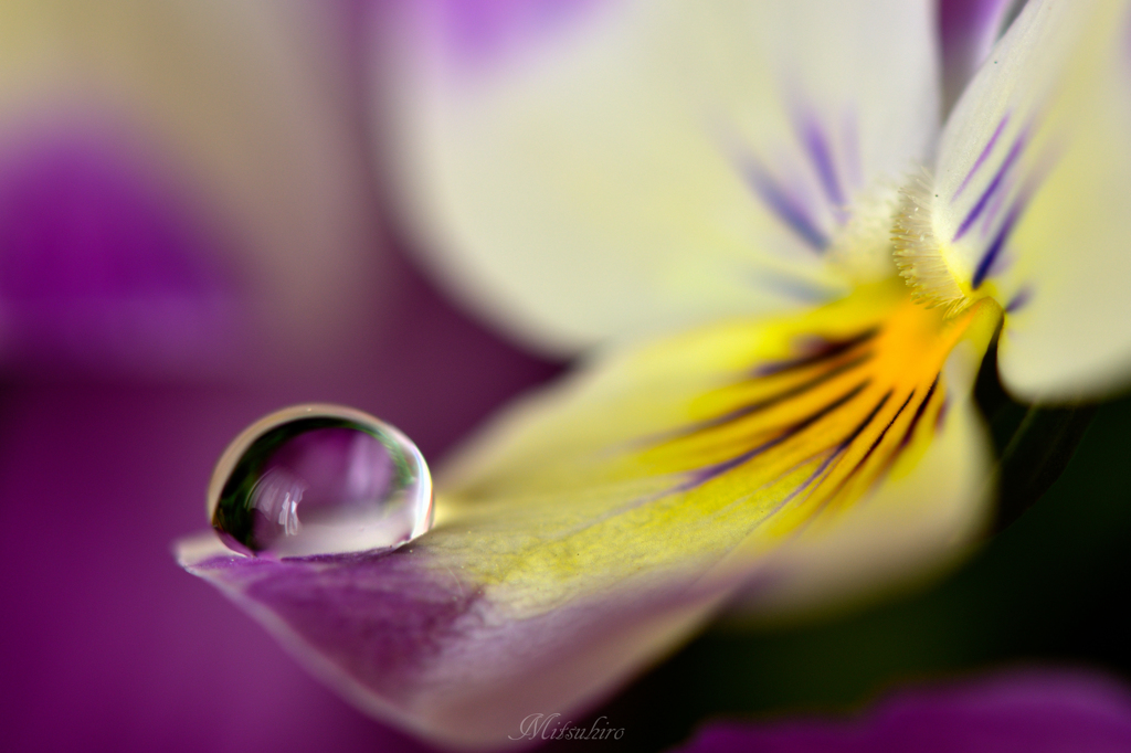 Purple Rain