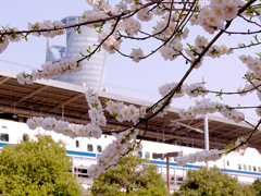 桜