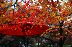 秋月の紅葉