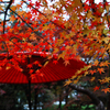 秋月の紅葉