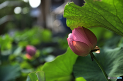 蓮の花