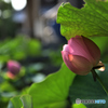 蓮の花