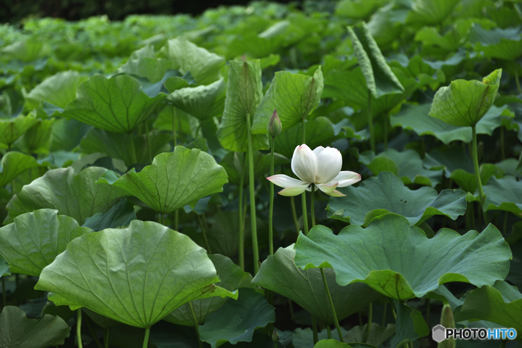 蓮の花