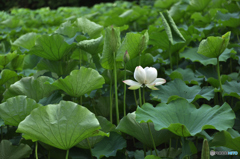 蓮の花