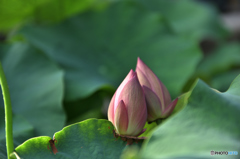 蓮の花