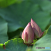 蓮の花