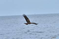 鳶