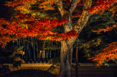 夜の紅葉