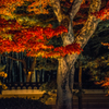 夜の紅葉