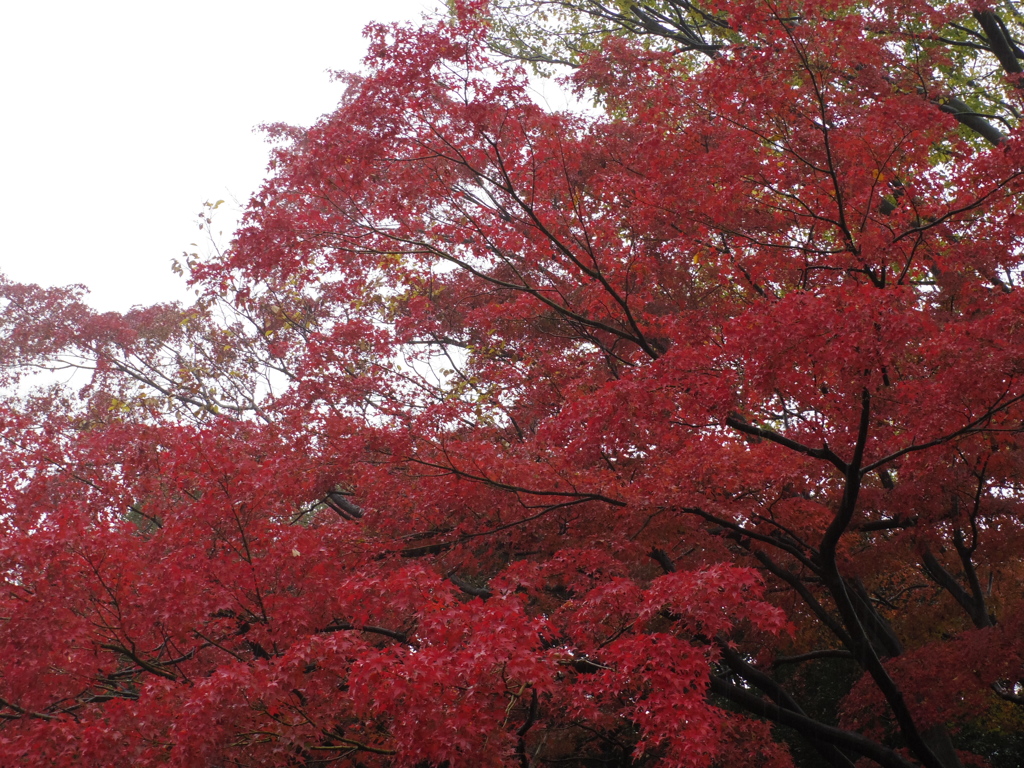 IMGP0034