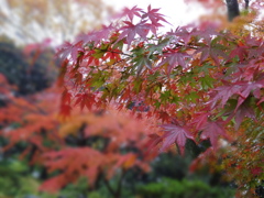 IMGP0097