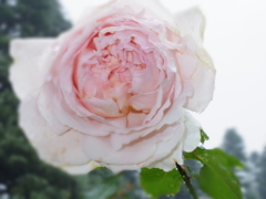 IMGP0062