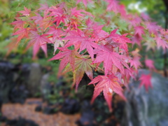 IMGP0095