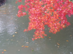 IMGP0088