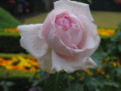 IMGP0064