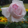 IMGP0064