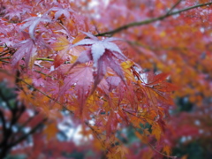 IMGP0072