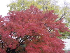 IMGP0067