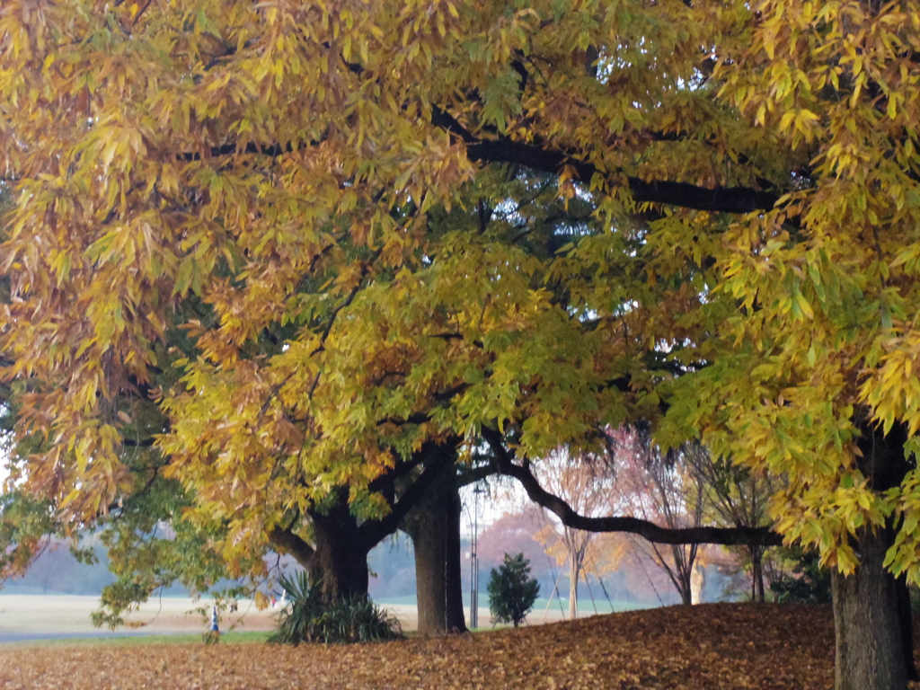 公園