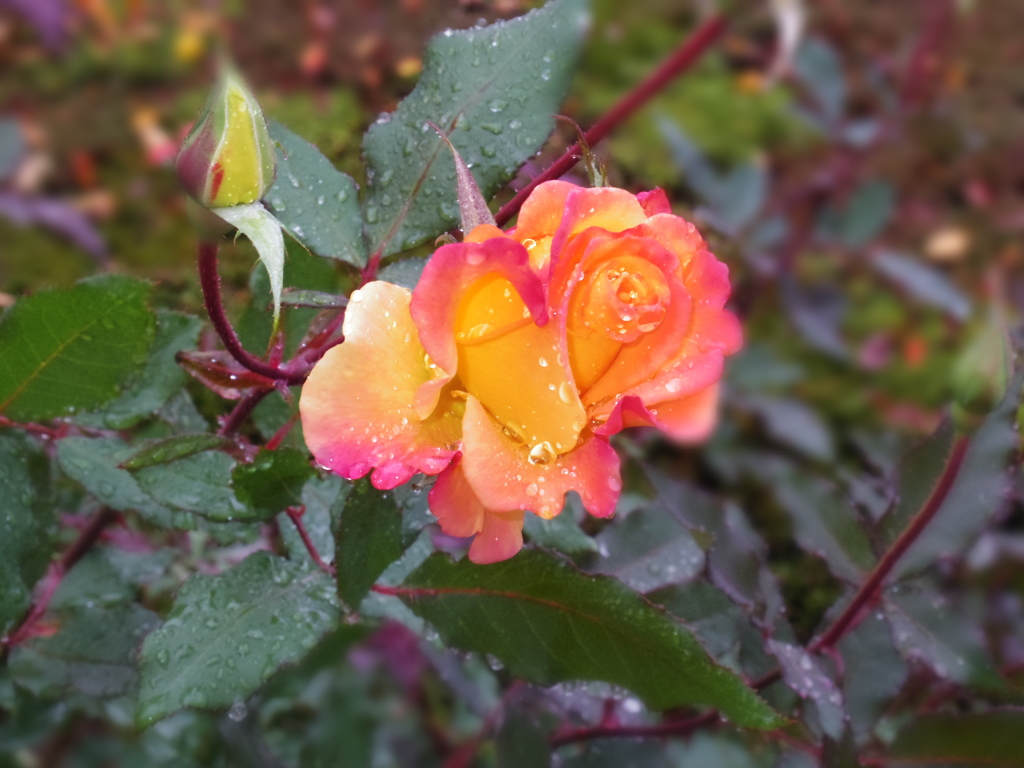 IMGP0035