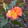 IMGP0035