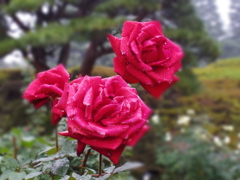IMGP0049