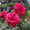 IMGP0049