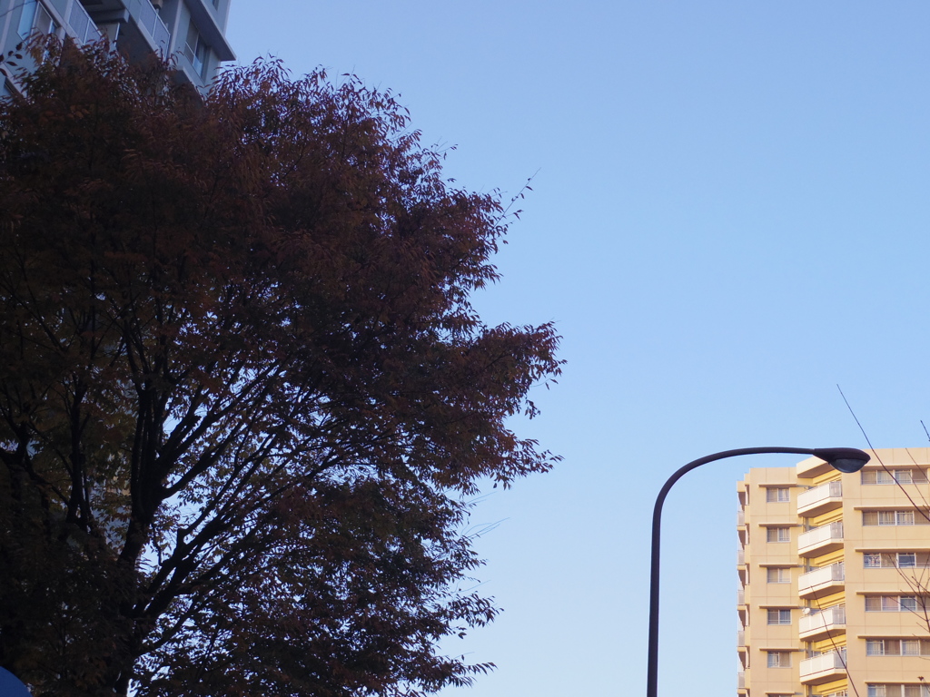 木と空