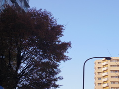 木と空