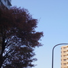 木と空
