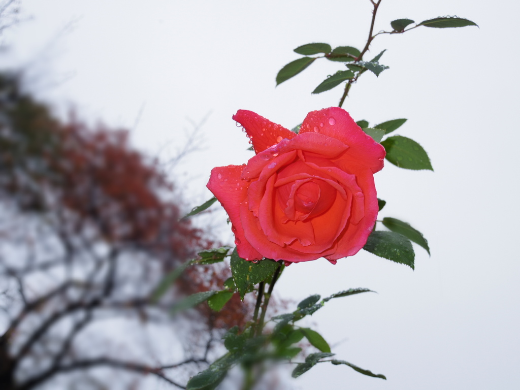 IMGP0042