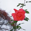IMGP0042