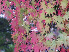 IMGP0077