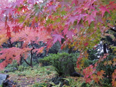 IMGP0096